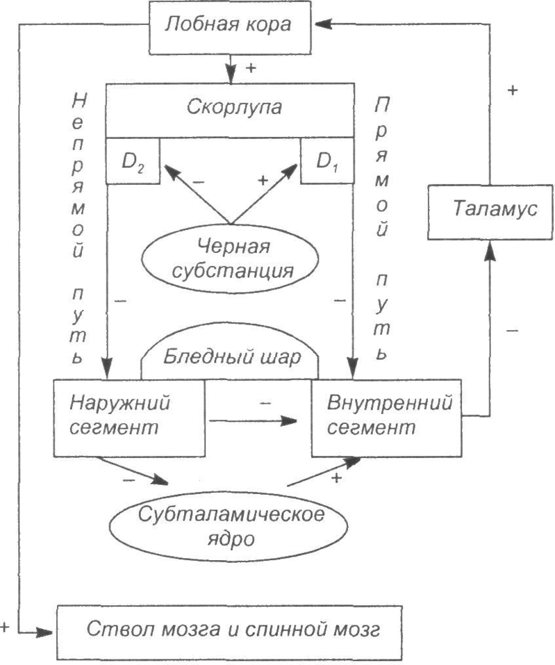 Схема стриопаллидарной системы