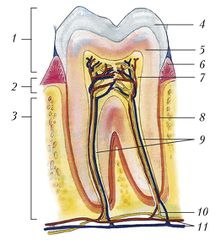 Строение двухкоренного зуба (моляра) человека. 1 - коронка; 2 - шейка; 3 - корень; 4 - эмаль; 5 - дентин; 6 - десна; 7 - пульпа; 8 - цемент; 9 - каналы корня; 10 - нервы; 11 - сосуды.