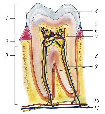 Строение двухкоренного зуба (моляра) человека. 1 - коронка; 2 - шейка; 3 - корень; 4 - эмаль; 5 - дентин; 6 - десна; 7 - пульпа; 8 - цемент; 9 - каналы корня; 10 - нервы; 11 - сосуды.