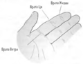 Миниатюра для Файл:Диагностика указательного пальца у детей.png