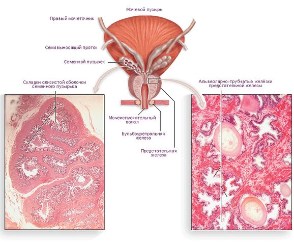 Файл:Анатомия и гистология предстательной железы.jpg