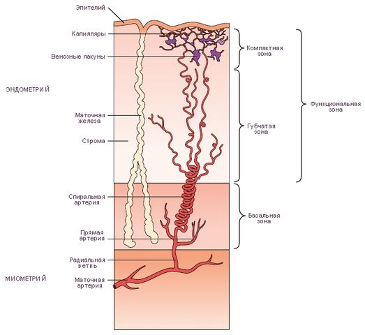 Файл:Микроструктура эндометрия в фазу секреции (предменструальная фаза).jpg
