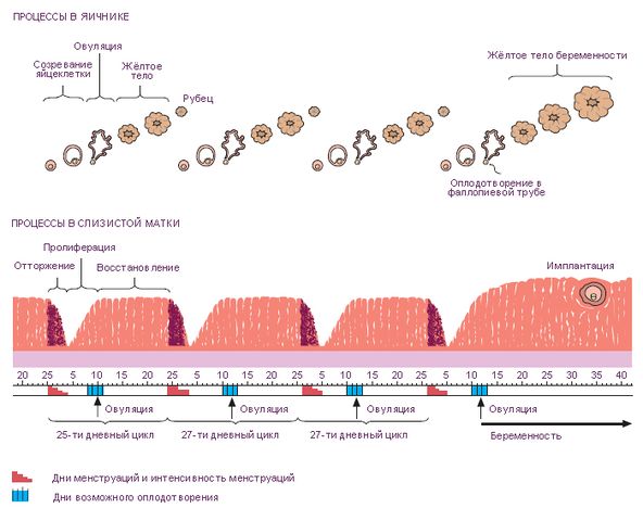 Файл:Регулярные циклические изменения в яичниках и в эндометрии.jpg