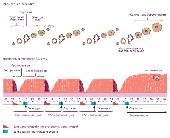 Регулярные циклические изменения в яичниках и в эндометрии