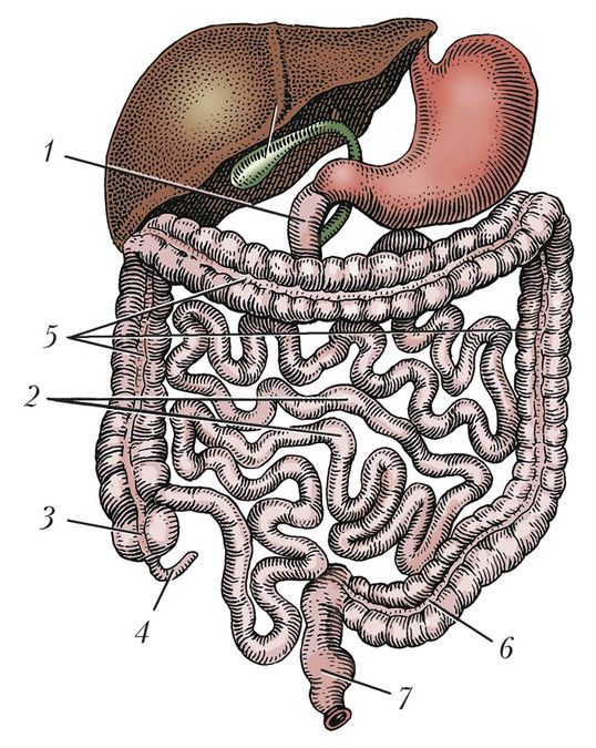 Тонкая кишка анатомия рисунок
