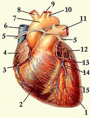 Сердце человека, вид спереди: 1 — верхушка сердца; 2 — правый желудочек; 3 — правая венечная артерия; 4 — правое ушко; 5 — перикард (отрезан); 6 — верхняя полая вена; 7 — аорта; 8 — плечеголовной ствол; 9 — левая общая сонная артерия; 10 — левая подключичная артерия; 11 — лёгочный ствол; 12 — левое ушко; 13 — передняя межжелудочковая ветвь левой венечной артерии; 14 — большая вена сердца; 15 — левый желудочек.
