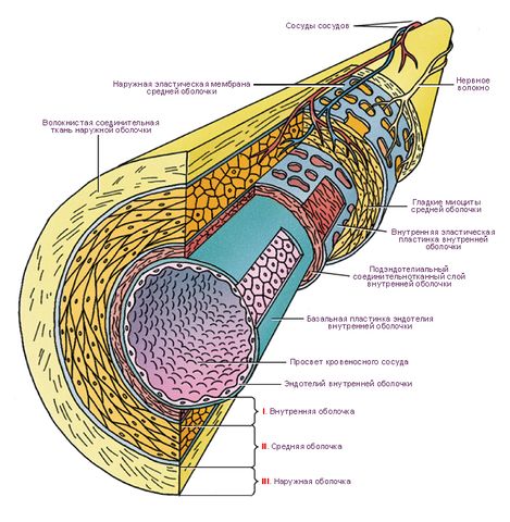 Файл:Строение стенки артерии и вены среднего калибра.jpg