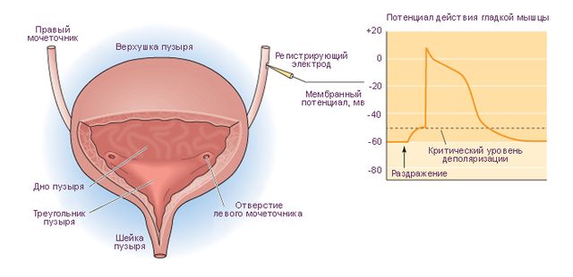 Файл:Анатомия мочеточников и мочевого пузыря. Потенциал действия гладкой мышцы мочевого пузыря.jpg