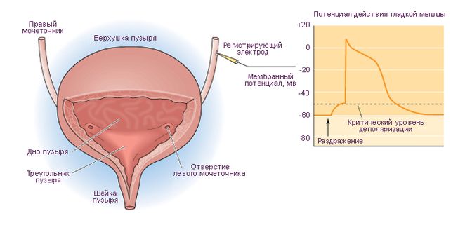 Анатомия мочеточников и мочевого пузыря. Потенциал действия гладкой мышцы мочевого пузыря