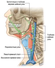 Лимфатические структуры полостей носа
