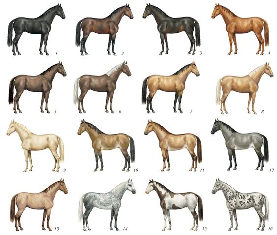 Файл:Наиболее распространённые масти домашних лошадей 17645.jpg