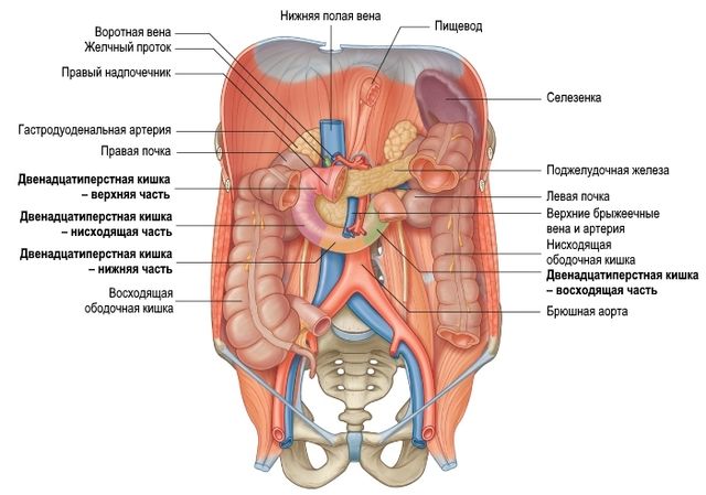 Файл:Органы брюшной полости (tryphonov.ru).jpg