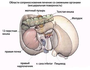 Области соприкосновения печени человека с висцеральными органами (висцеральная поверхность)