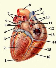 Сердце человека, вид сзади: 1 — верхушка сердца; 2 — левый желудочек; 3 — венечная пазуха сердца; 4 — левое ушко; 5 — левые лёгочные вены; 6 — перикард (отрезан); 7 — правая и левая лёгочные артерии; 8 — дуга аорты; 9 — верхняя полая вена; 10 — правые лёгочные вены; 11 — левое предсердие; 12 — правое предсердие; 13 — нижняя полая вена; 14 — правая венечная артерия; 15 — задняя межжелудочковая ветвь; 16 — правый желудочек.