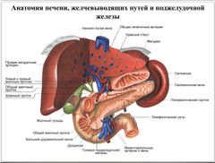 Анатомия печени, желчевыводящих путей и поджелудочной железы.