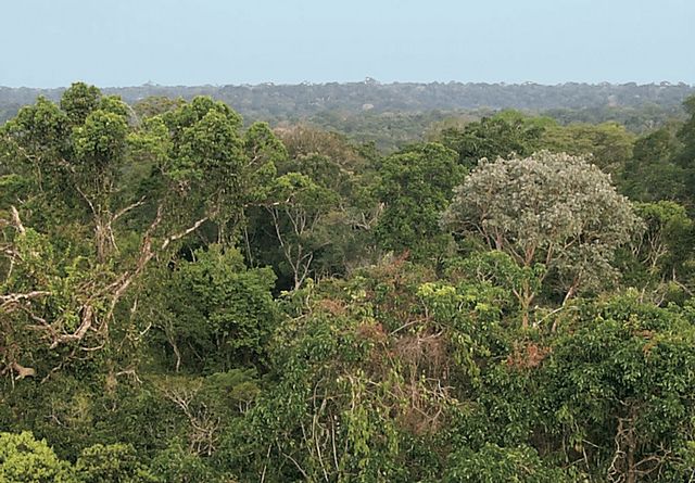 Файл:Ландшафты зоны вечнозелёных дождевых лесов (Амазония) 12242.jpg