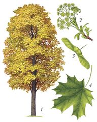 Клён остролистный: 1 – общий вид (осенняя окраска); 2 – цветущий побег; 3 – двукрылатка; 4 – лист.
