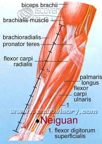 Файл:Anatomy picture of Neiguan (PC6) Acupoint.jpg