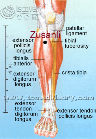 Файл:Anatomy picture of Zusanli (ST36) Acupoint.gif