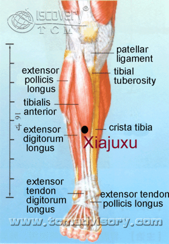 Файл:Anatomy picture of Xiajuxu (ST39) Acupoint.gif
