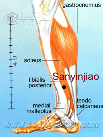 Файл:Anatomy picture of Sanyinjiao (SP6) Acupoint.gif