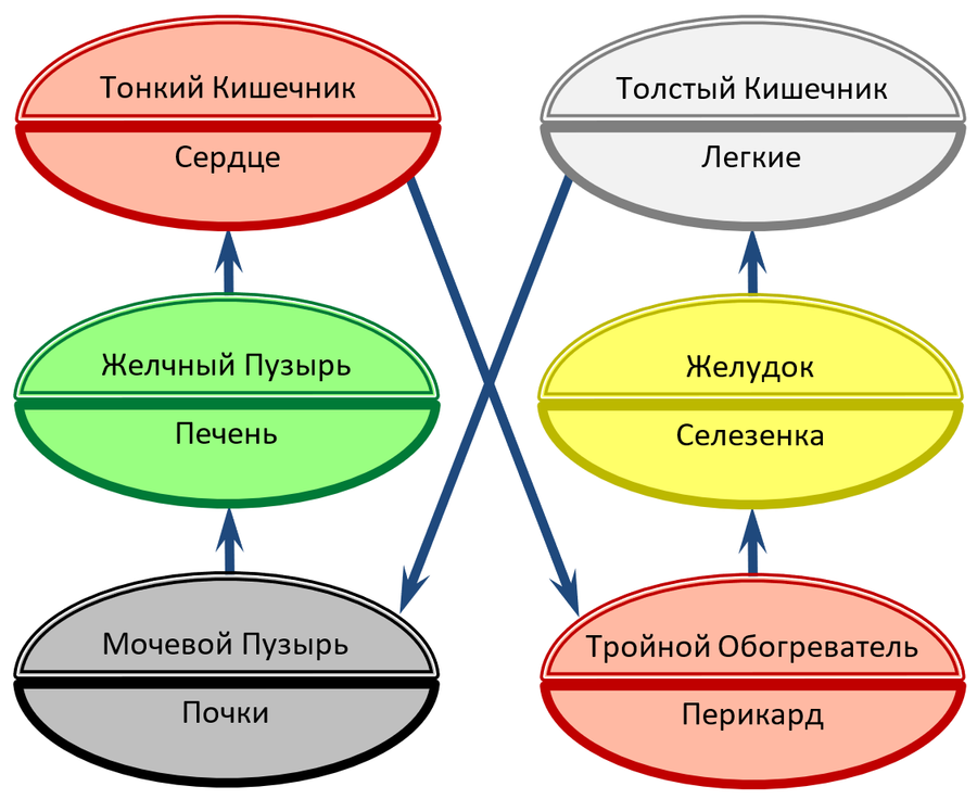 Распределение органов. Распределение органов по группам.