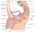 Миниатюра для Файл:Конечные исполнительные органы системы пищеварения, системы мочевыведения и репродуктивной системы у мужчин.jpg