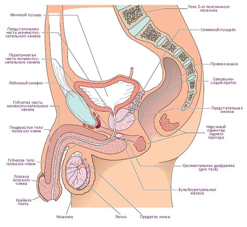 Конечные исполнительные органы системы пищеварения, системы мочевыведения и репродуктивной системы у мужчин. Сагиттальное сечение таза.