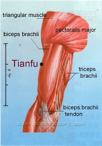 Файл:Anatomy picture of Tianfu (LU3) Acupoint.jpg