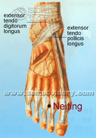 Файл:Anatomy picture of Neiting (ST44) Acupoint.gif