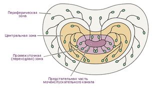 Зоны предстательной железы. Распределение желёзок. Поперечное сечение, вид спереди