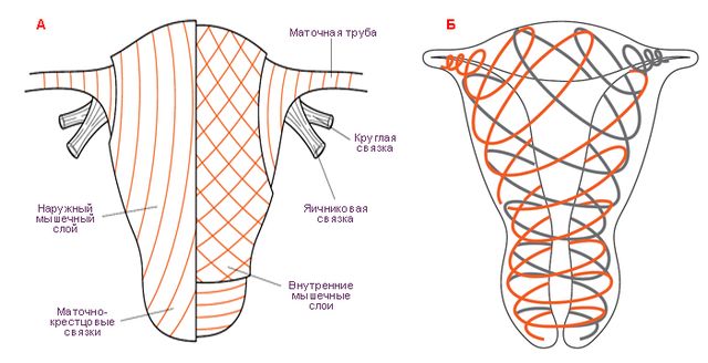 Файл:Наружный и внутренний слои миометрия (А). Спиральное расположение мышечных волокон миометрия (Б).jpg
