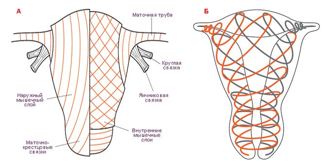 Наружный и внутренний слои миометрия (А). Спиральное расположение мышечных волокон миометрия (Б)