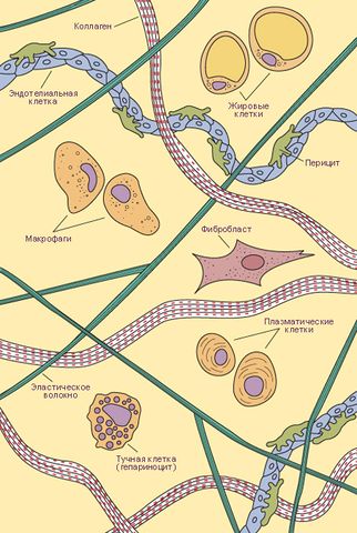 Файл:Типы клеток и волокон рыхлой соединительной ткани.jpg