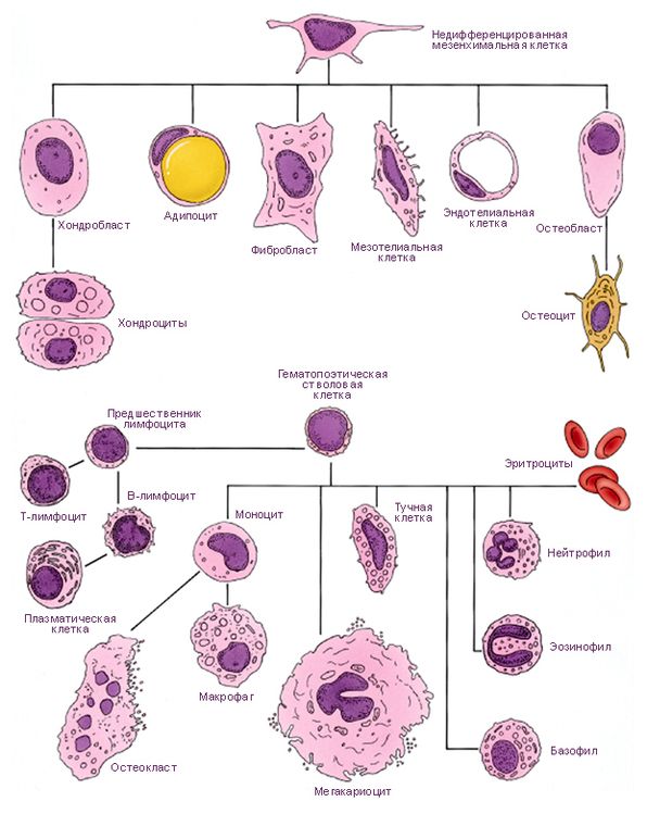 Происхождение клеток соединительной ткани.