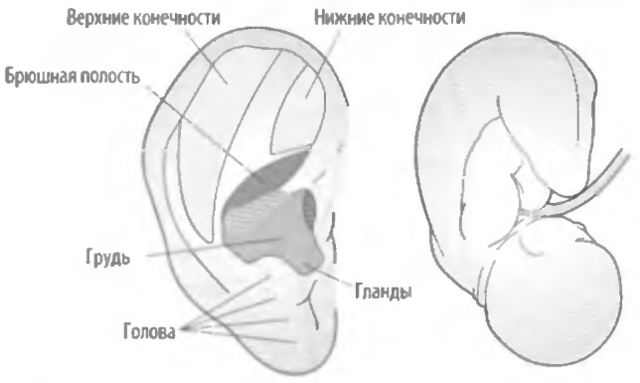 Файл:Соответствие между частями ушной раковины и организмом.png