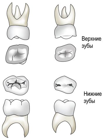 Файл:Верхние и нижние большие коренные зубы.jpg