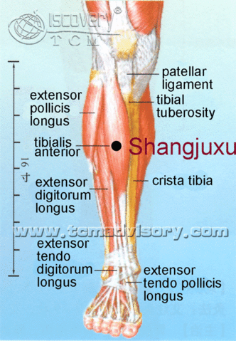 Файл:Anatomy picture of Shangjuxu (ST37) Acupoint.gif