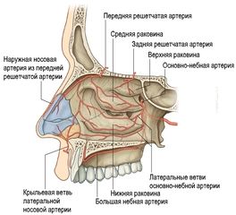 Артерии полостей носа. Боковая стенка правой половины носовой полости