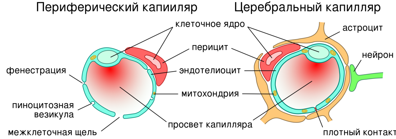 Сравнительная схема строения периферического и церебрального капилляров