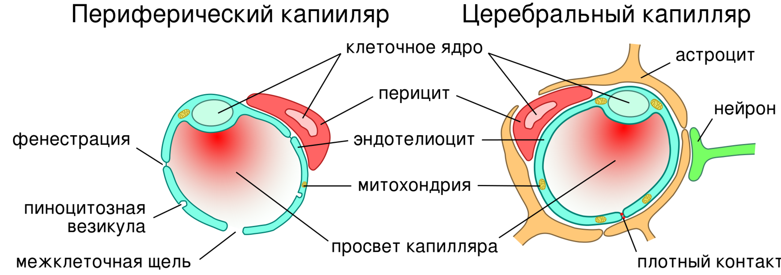 Гематотестикулярный барьер схема