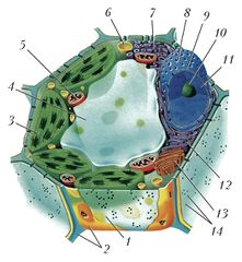 Схема строения растительной клетки: 1 – плазматическая мембрана; 2 – клеточная стенка; 3 – хлоропласты; 4 – вакуоль; 5 – митохондрия; 6 – лизосома; 7 – гладкий эндоплазматический ретикулум; 8 – ядерная пора; 9 – ядерная мембрана; 10 – ядрышко; 11 – ядро; 12 – гранулярный эндоплазматический ретикулум; 13 – аппарат Гольджи; 14 – плазмодесма.