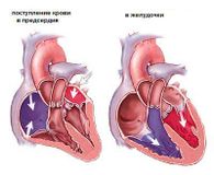 Как работает сердце человека