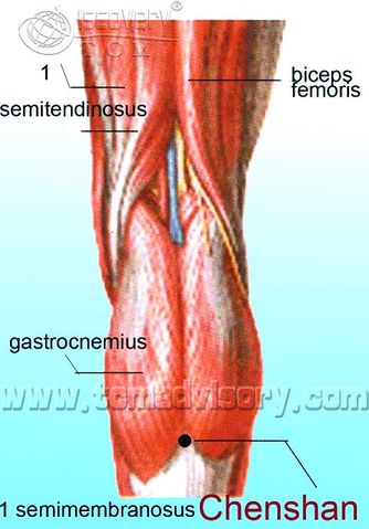 Файл:Anatomy picture of Chengshan (BL57) Acupoint.jpg